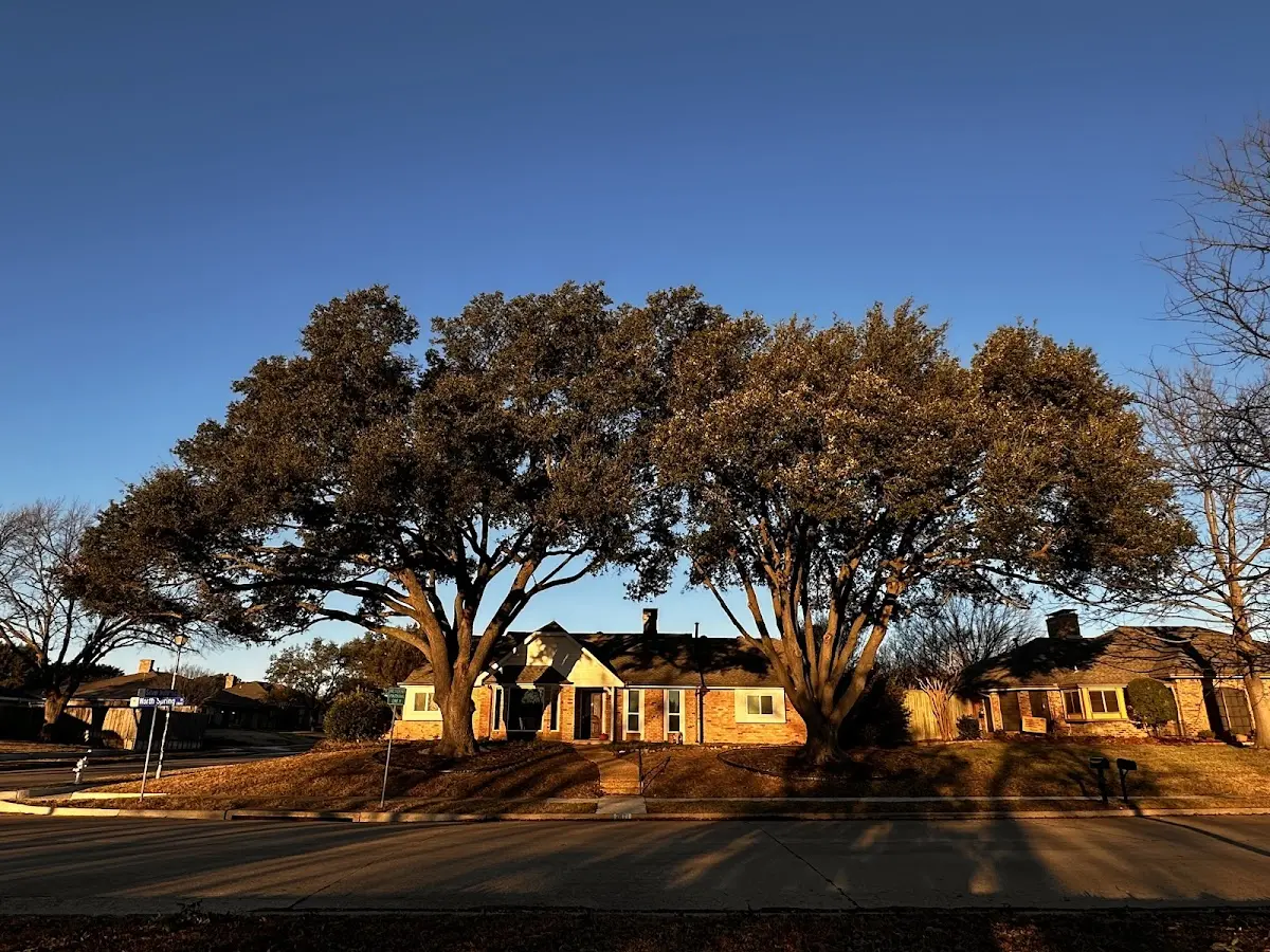 Established residential canopy tree shading a home in Cambridge Springs